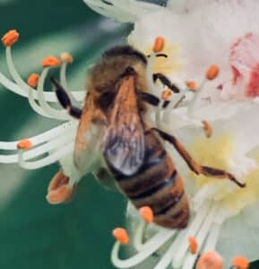 abeille nuisibles toulon