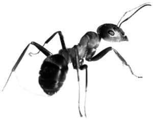fourmi nuisibles toulon