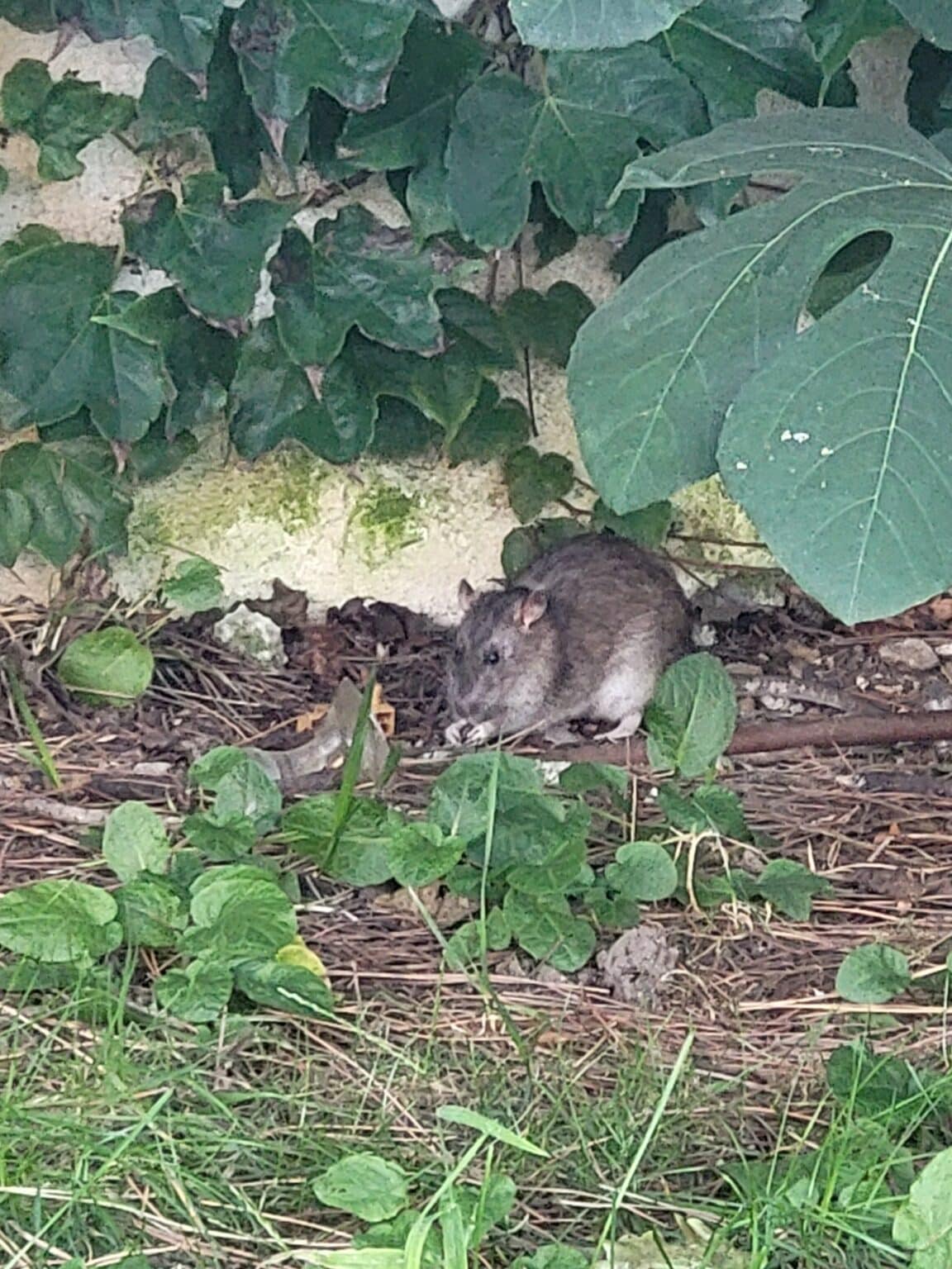 rat gourmand nuisible