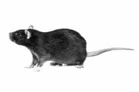 rongeurs rats souris mulots nuisible dératisation dératiseur Toulon rpf83