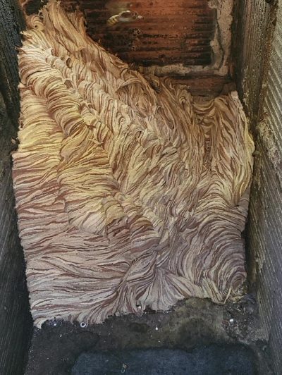 gros nid de frelons européen dans une cheminée nuisibles